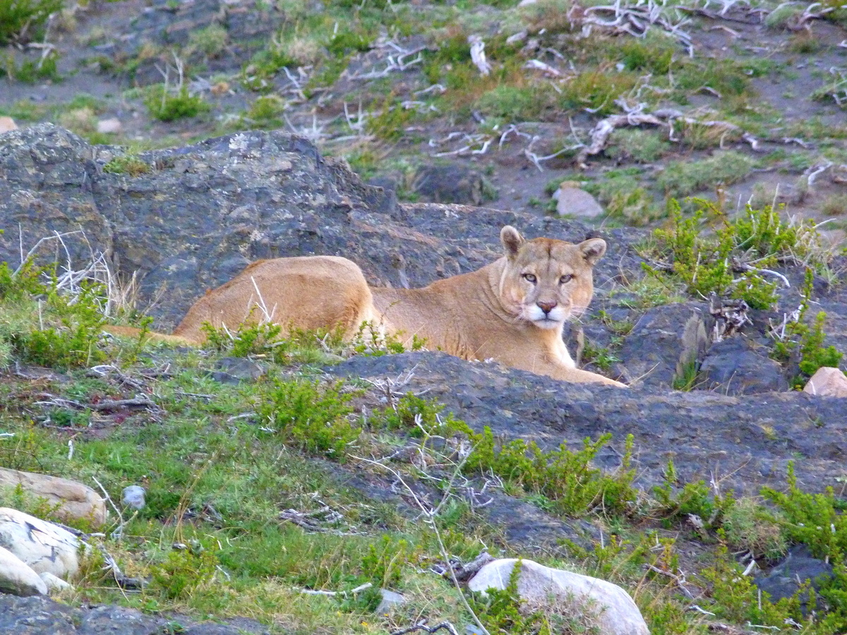 Puma From Torres Del Paine