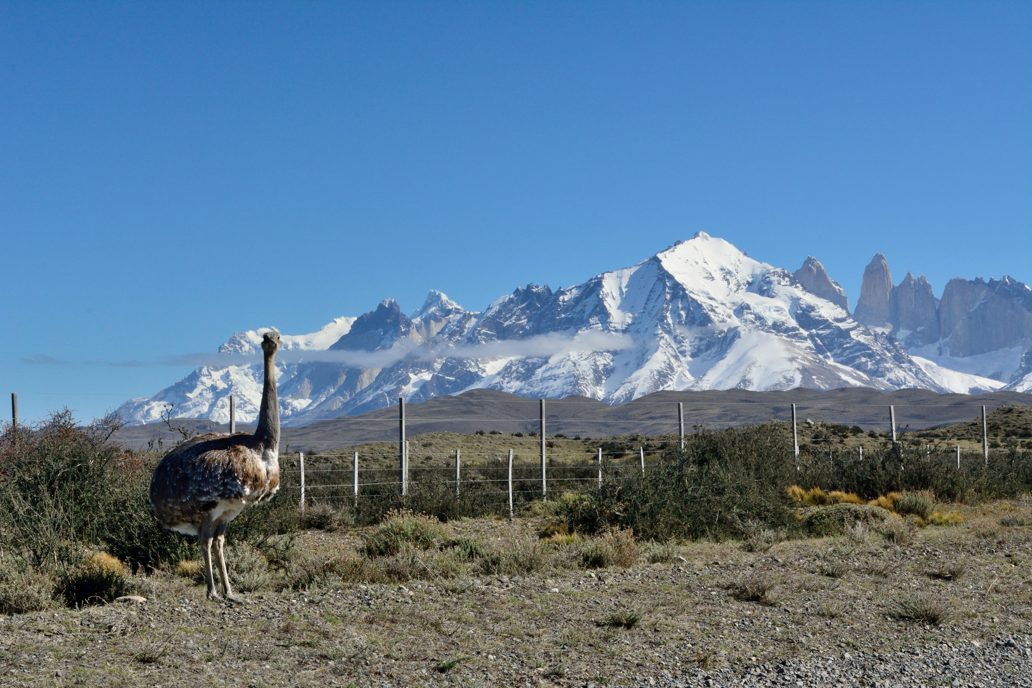 Nandu in Patagonia