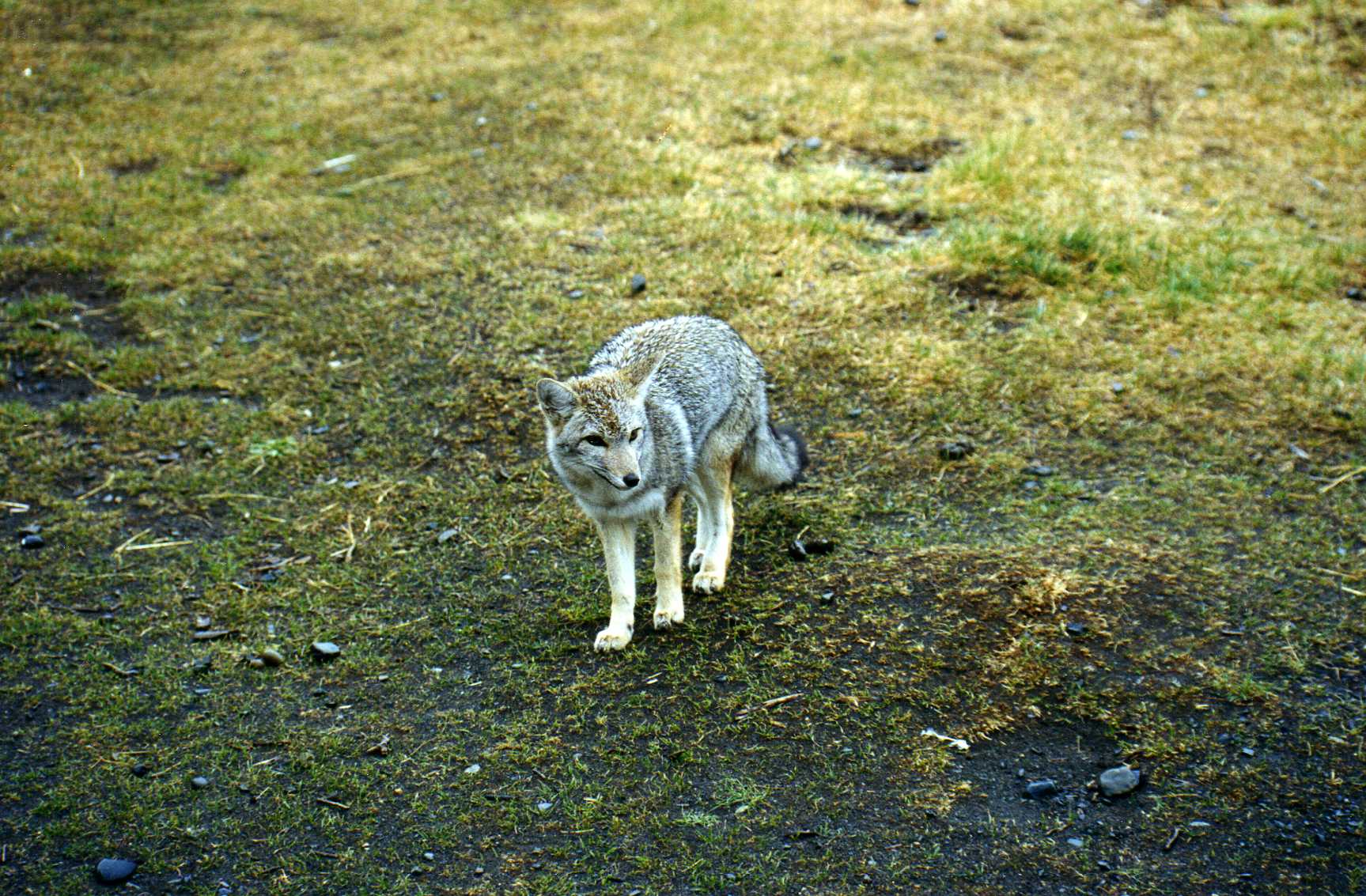 Gray Fox from Patagonia