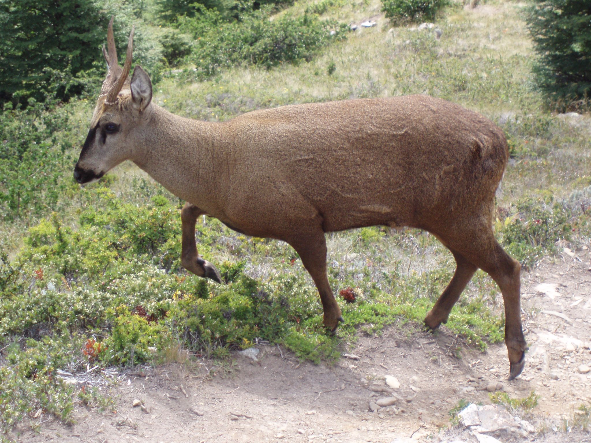 South Andean Deer - Huemul in Torres del Paine