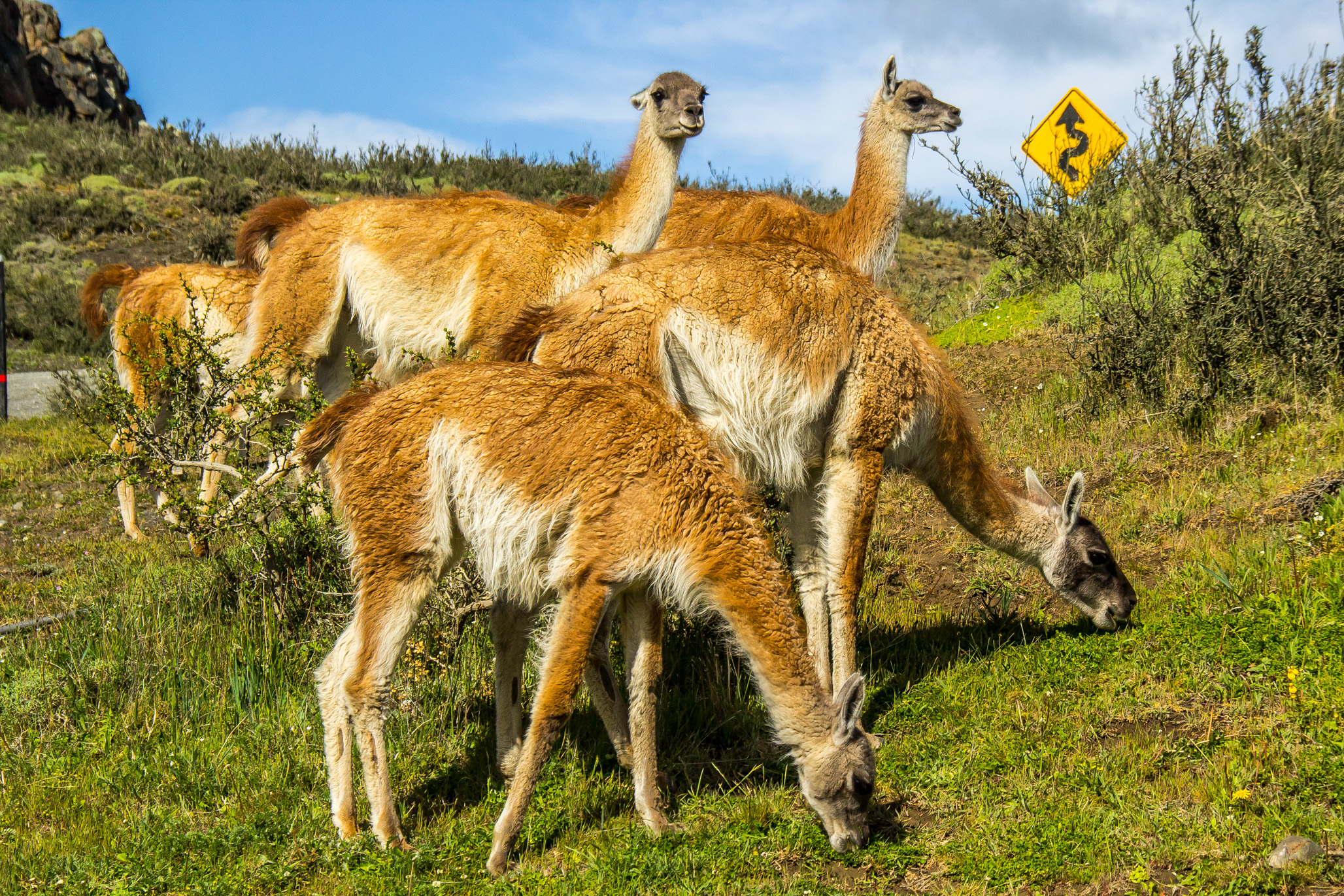 Guanaco