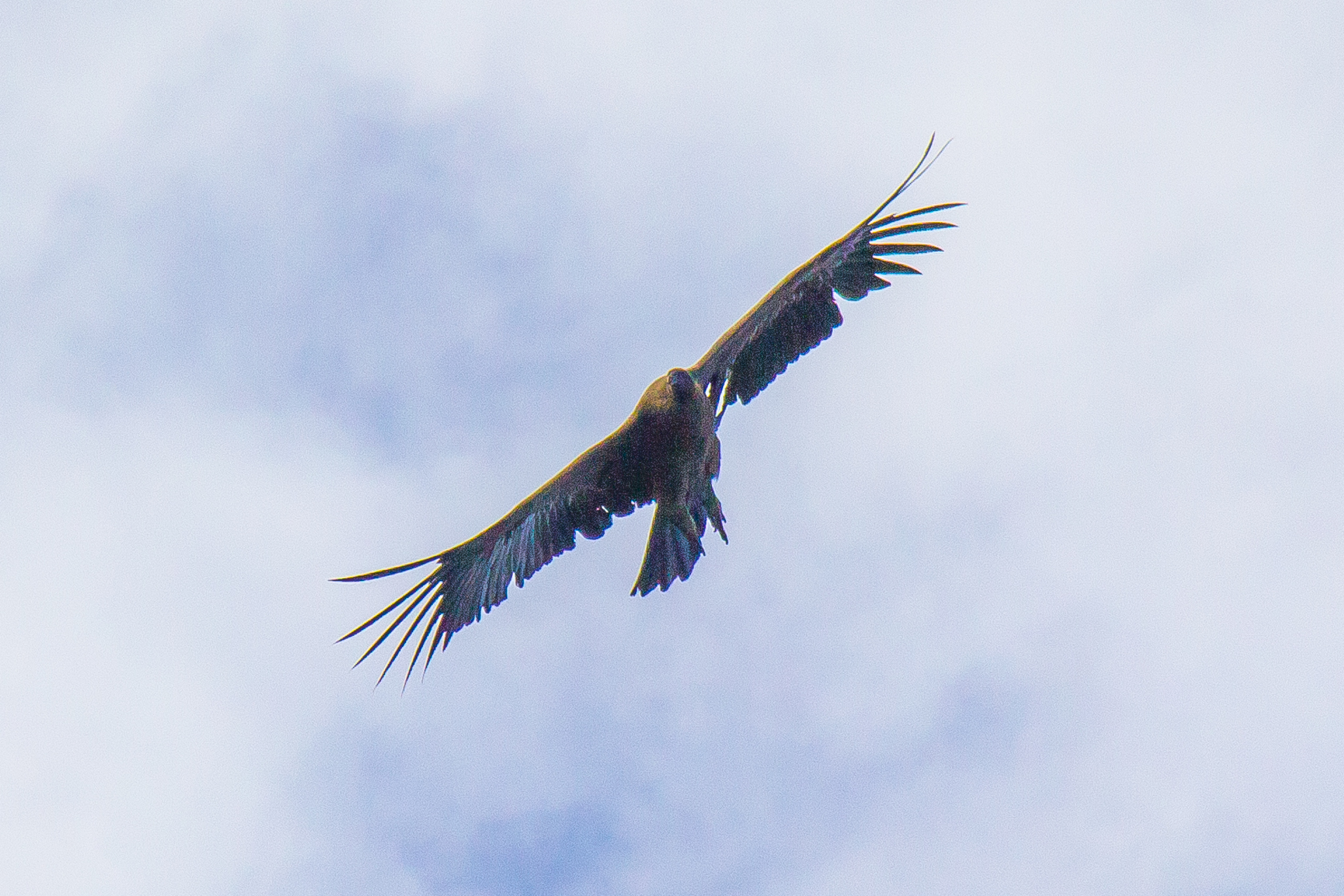 Andean Condor in Torres del Paine on W Trek