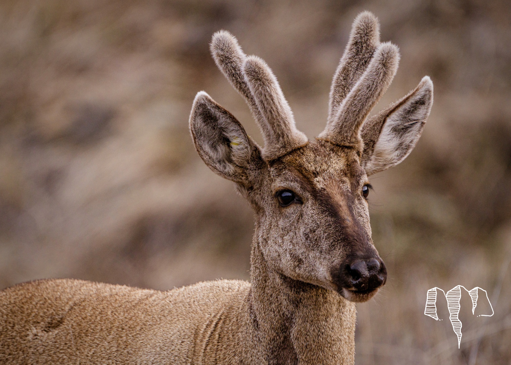 Huemul Deer Patagonia